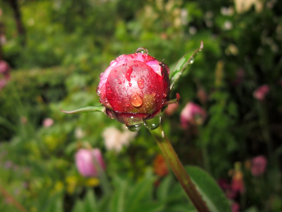 Macro drip raindrop