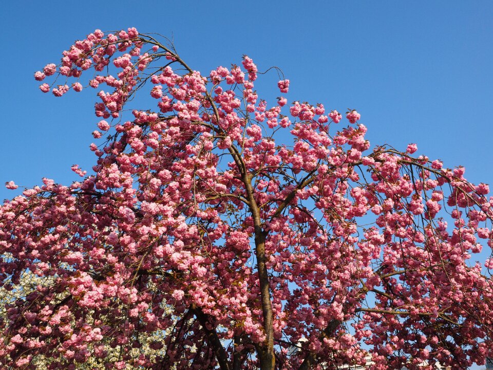 Blossom bloom japanese flowering cherry