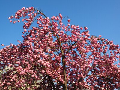 Blossom bloom japanese flowering cherry
