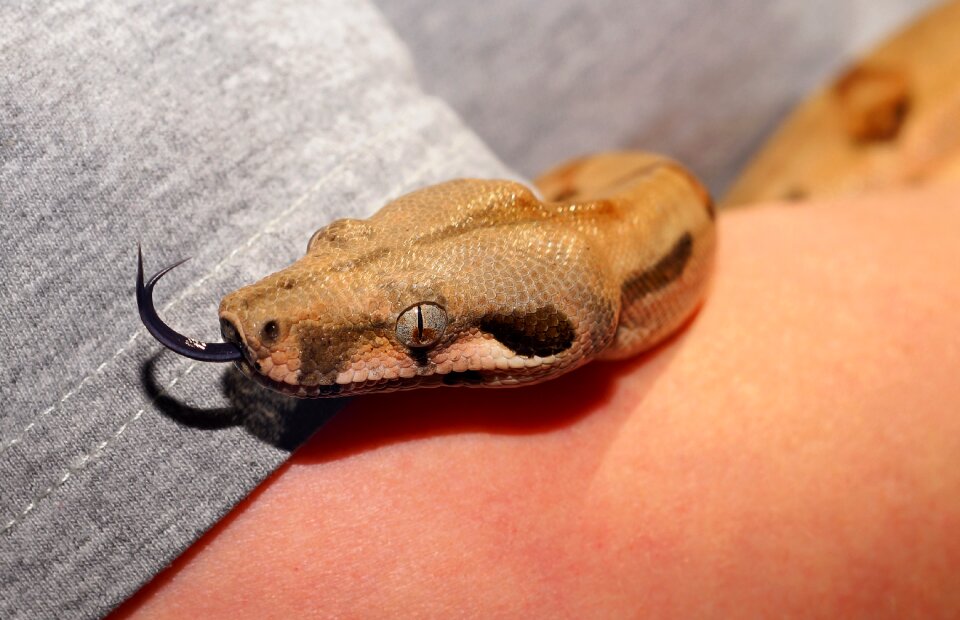 Head close up reptile
