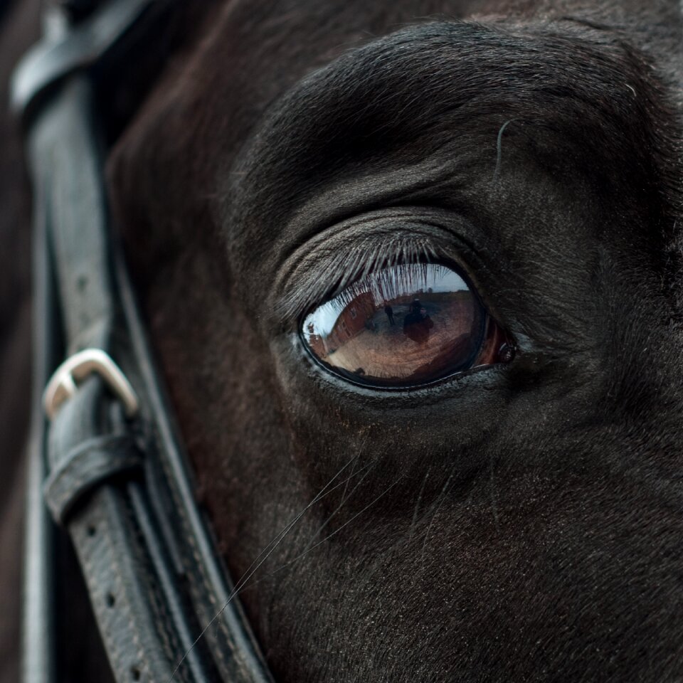 Reflection close up animal