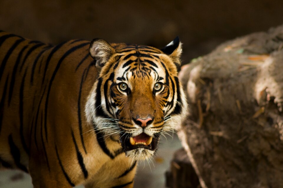 Close up panthera tigris altaica pantherinae