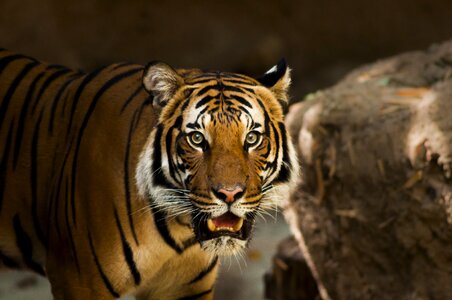 Close up panthera tigris altaica pantherinae photo
