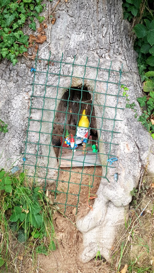 Groot Welsden-kabouters in de boom (1)
