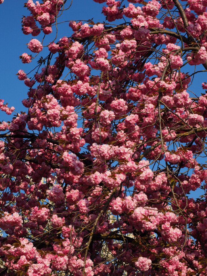 Blossom bloom japanese flowering cherry