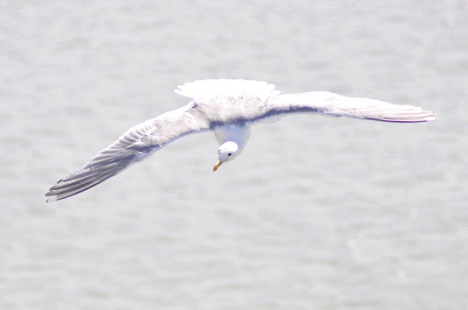 Wild seagull sea