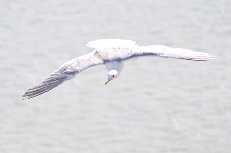 Wild seagull sea photo