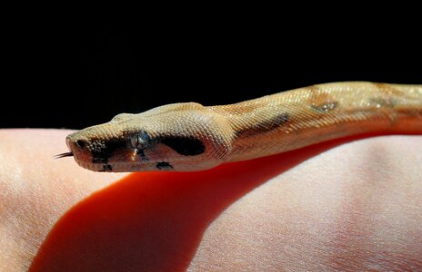 Head close up reptile photo