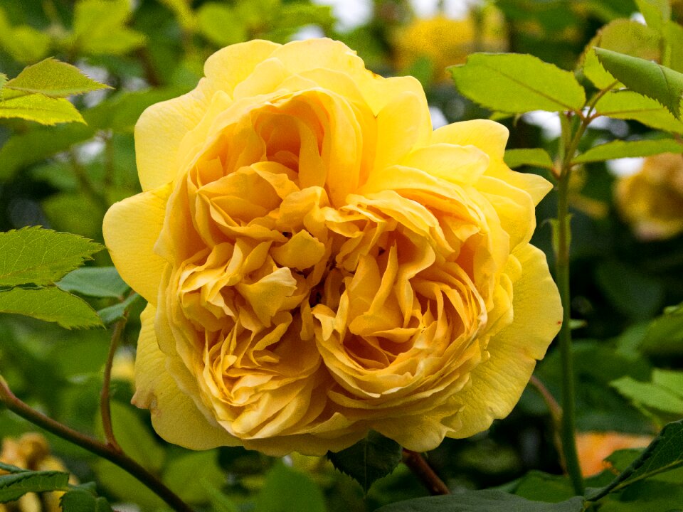 Flowers yellow blossom