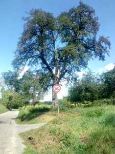 Grombach, Birnbaum oberhalb von Obergrombach