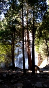 Grizzly falls through trees