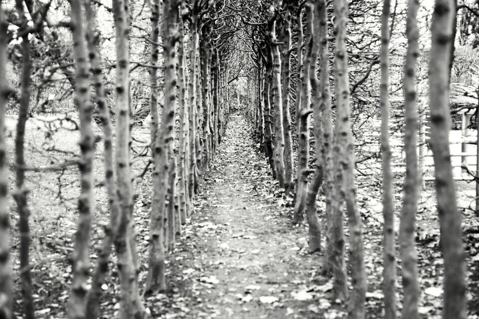 Avenue path hiking