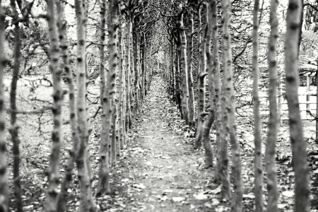 Avenue path hiking