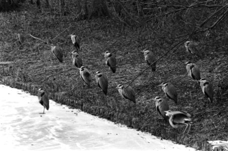 Grote groep reigers bij bevroren sloot in Amsterdamse bos, Bestanddeelnr 933-5731