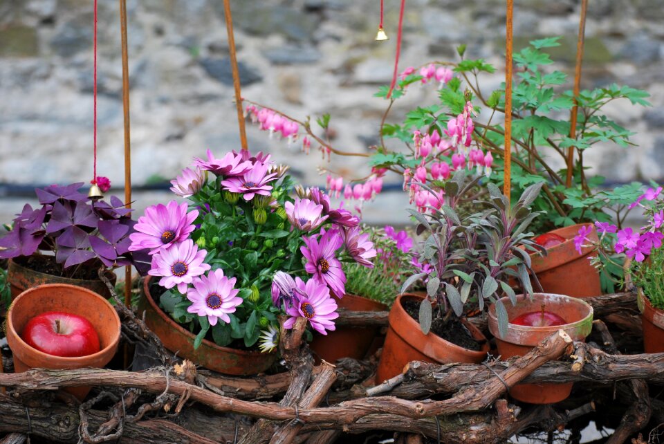 Flowers vase nature