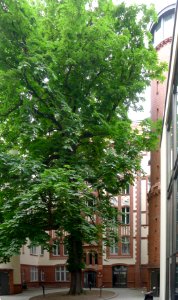 Grolmanstraße 36 (Berlin-Charlottenburg)