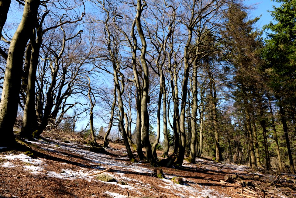 Großer Feldberg 2020-03-23 53