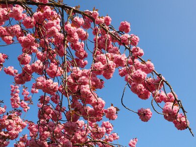 Blossom bloom japanese flowering cherry photo