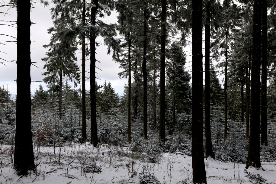 Großer Feldberg with snow 2021-04-06 24