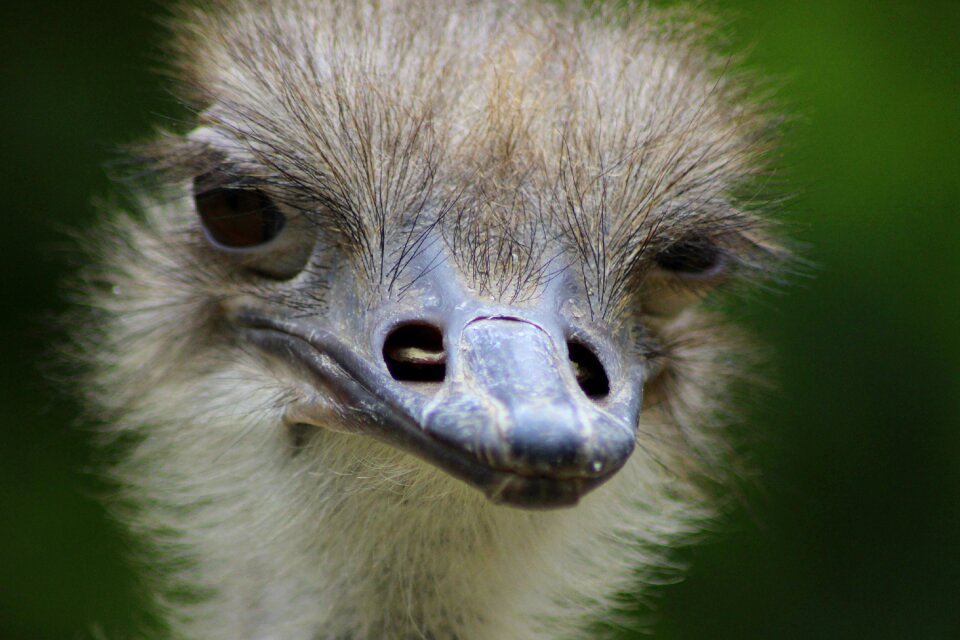 Nature creature close up