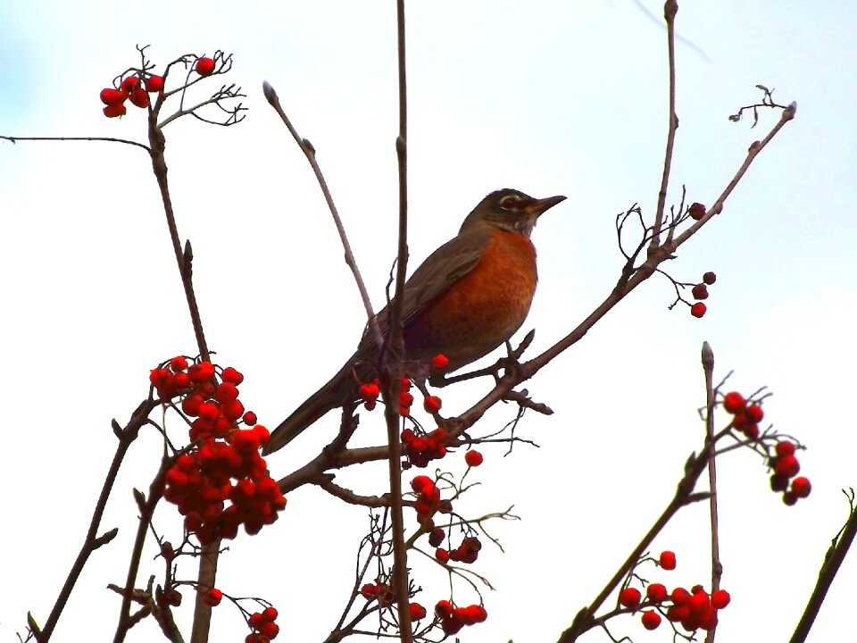 Nature coloration colorful photo