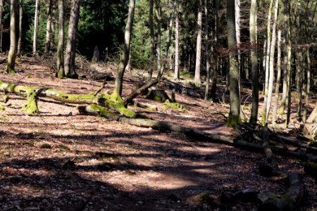Großer Feldberg 2020-03-23 32