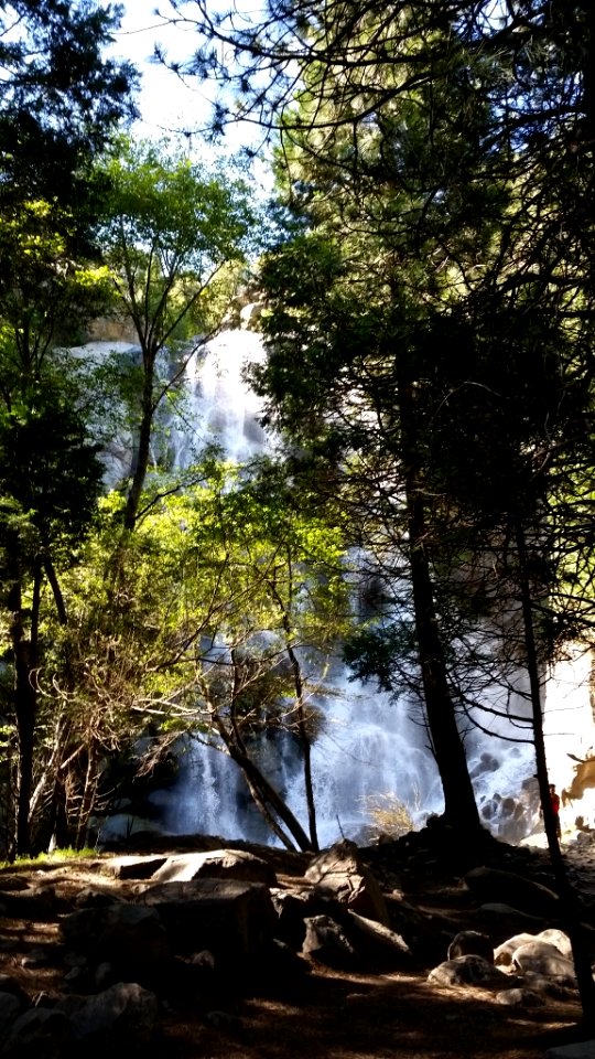 Grizzly falls through tree