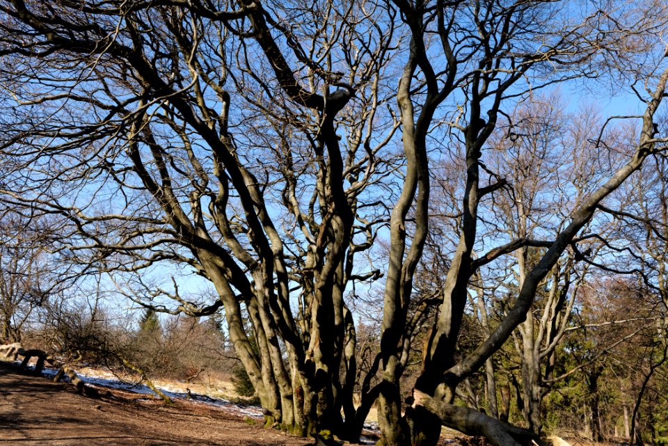 Großer Feldberg 2020-03-23 59