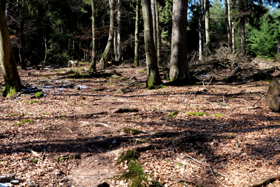 Großer Feldberg 2020-03-23 34