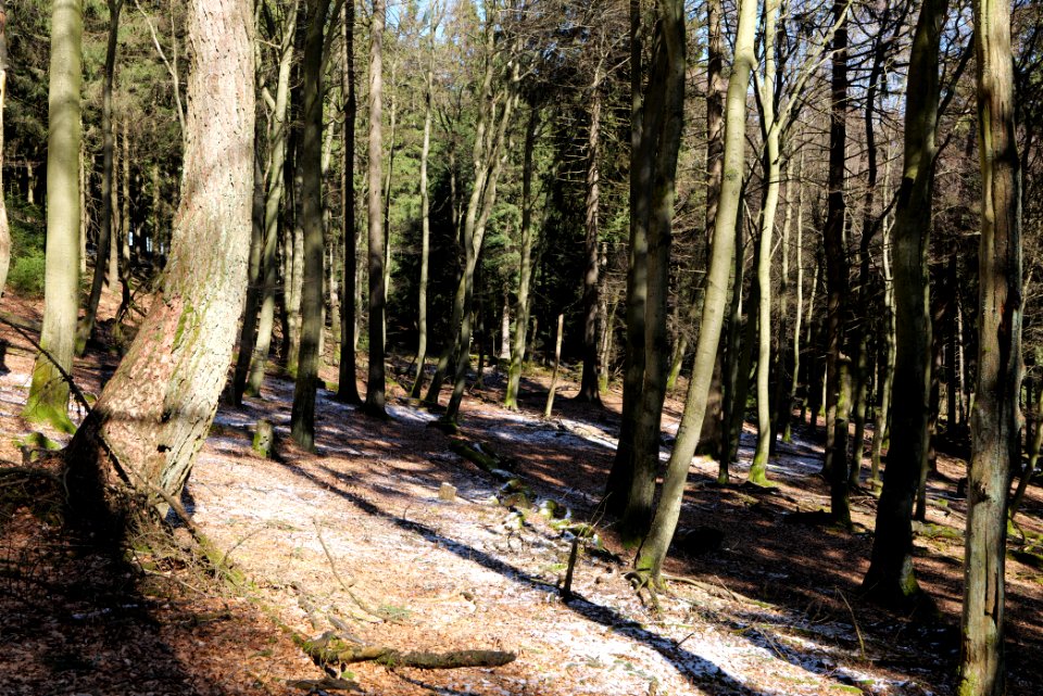 Großer Feldberg 2020-03-23 33