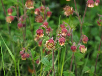 Geum roses rosaceae photo