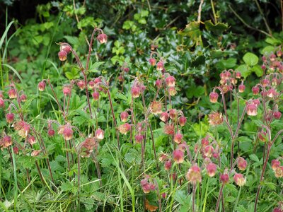 Geum roses rosaceae photo