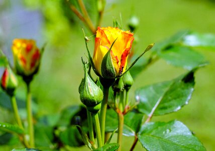 Bloom yellow orange bud photo