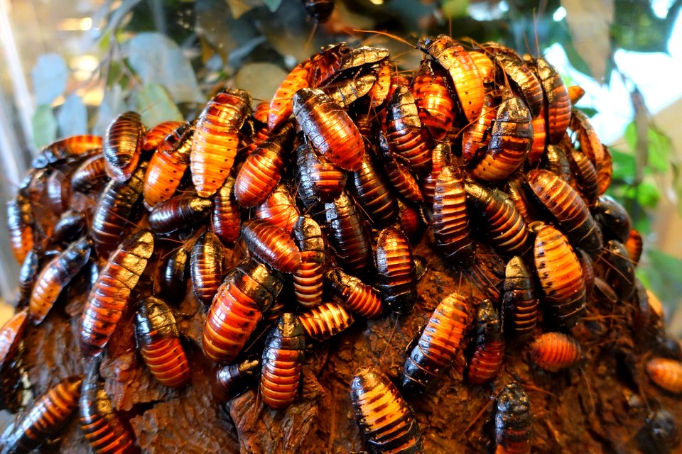 Gromphadorhina portentosa - Insect Zoo - San Francisco Zoo - San Francisco, CA - DSC03476