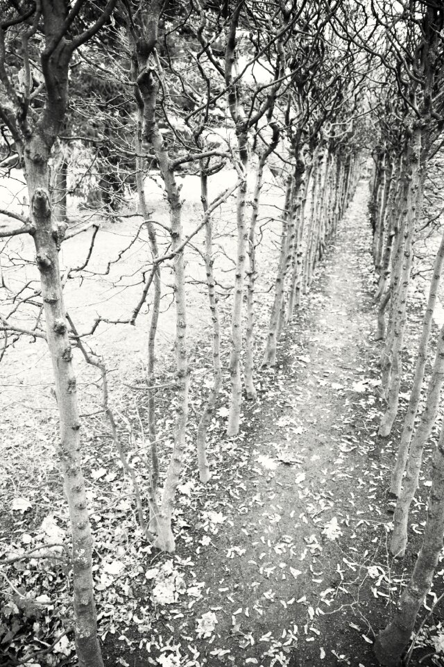 Avenue path hiking