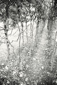 Avenue path hiking
