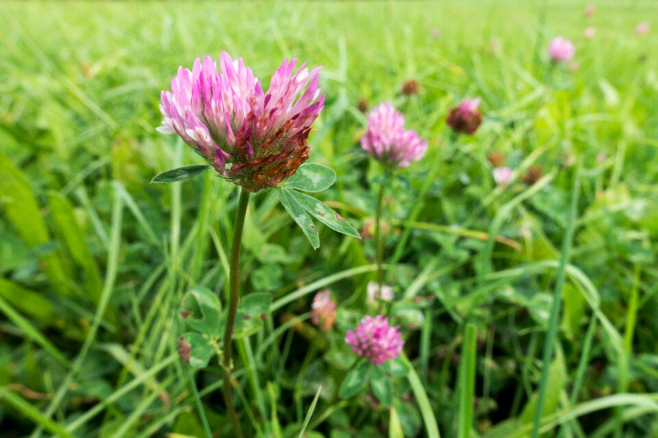 Meadow pasture nature