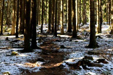 Großer Feldberg 2020-03-23 37