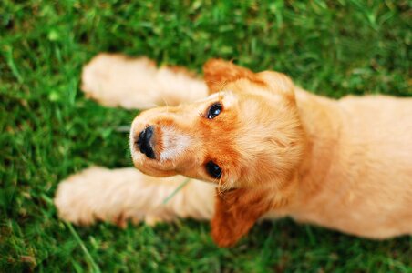 Coker spaniel doggy