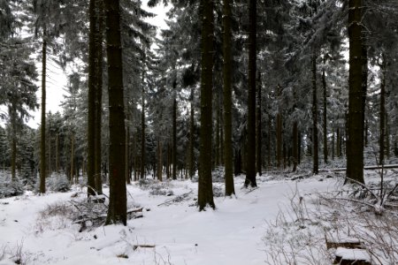 Großer Feldberg with snow 2021-04-06 25