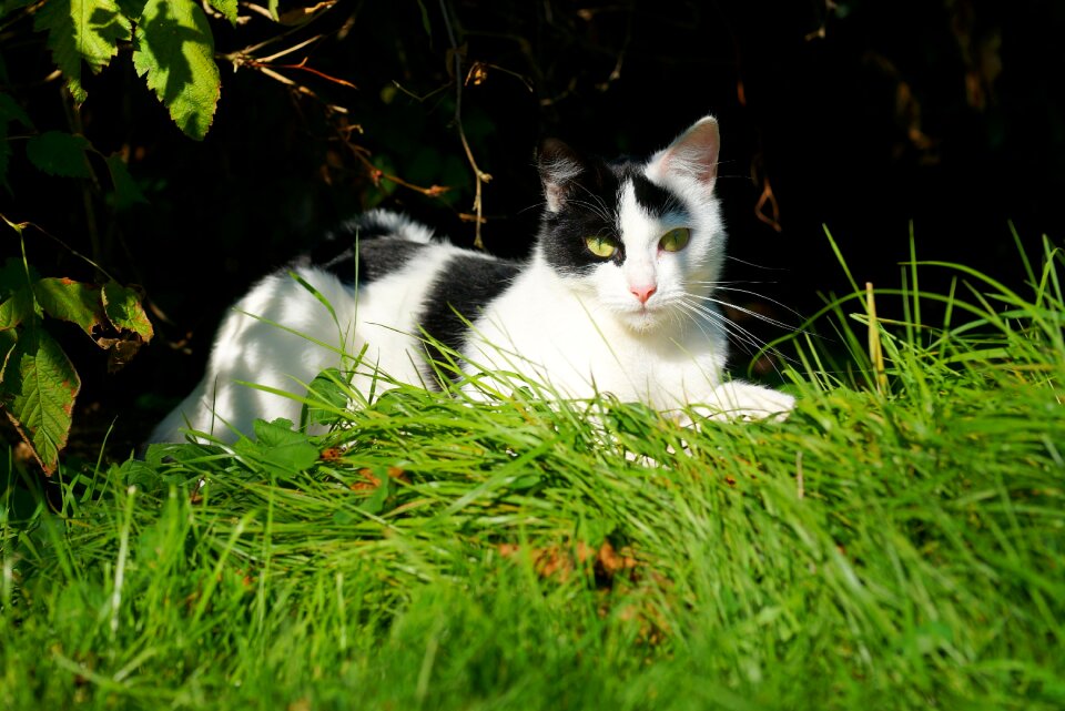 Late summer domestic cat cat face
