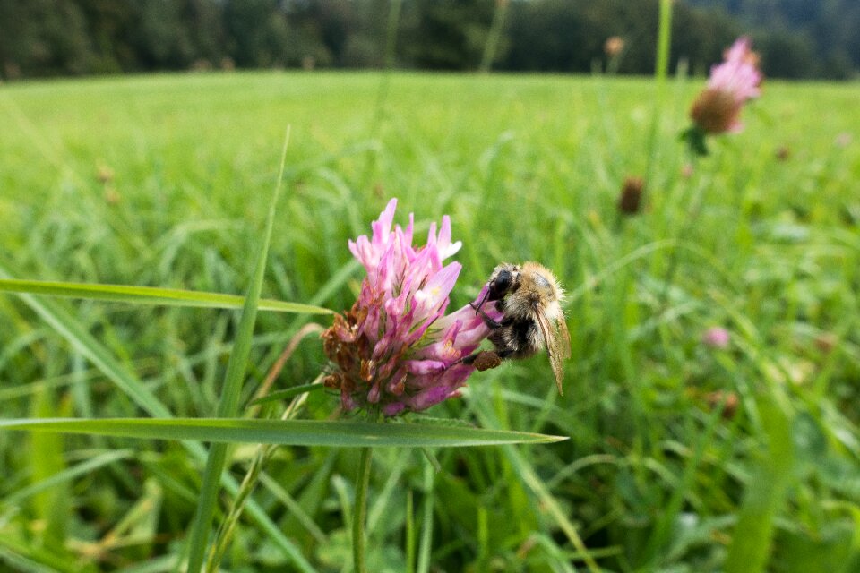 Hummel meadow pasture