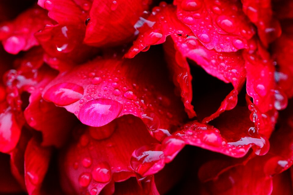 Raindrop nature macro