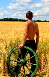 Wheat sunlight summer