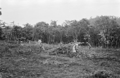 Het bewerken van de grond slash and burn, Bestanddeelnr 439-2-2