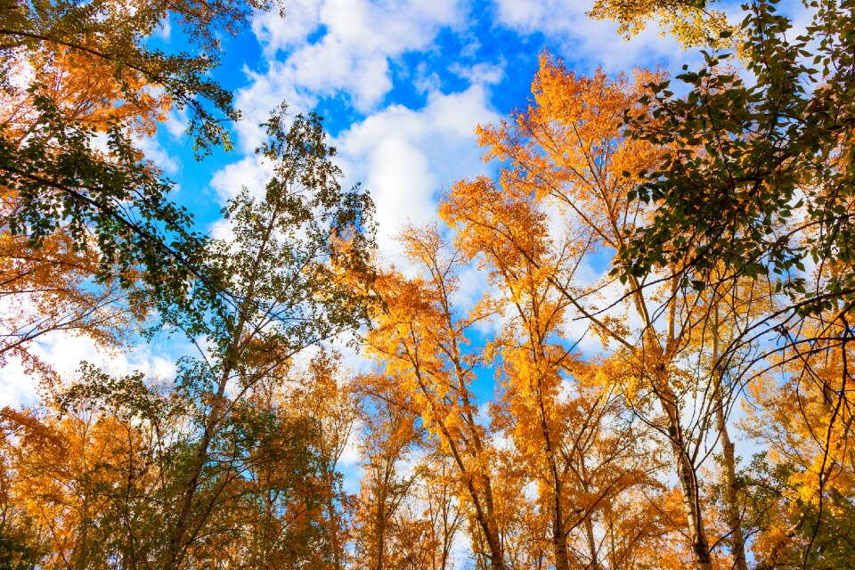 Leaves autumn leaf autumn nature