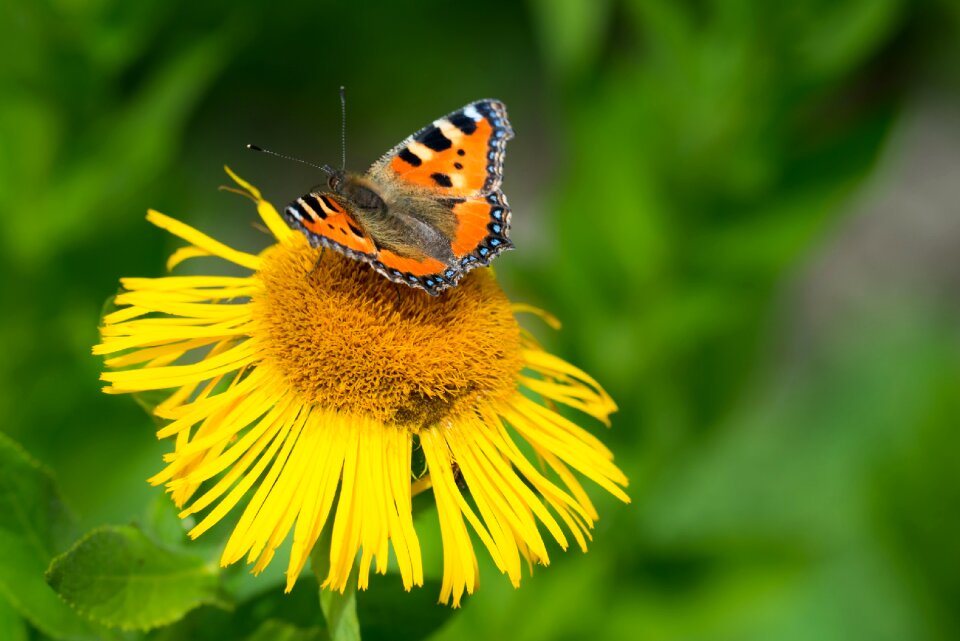 Bloom summer butterflies