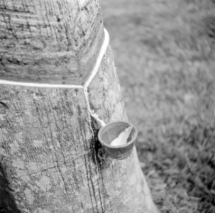 Het aftappen van rubber op een rubberplantage, Bestanddeelnr 255-6639