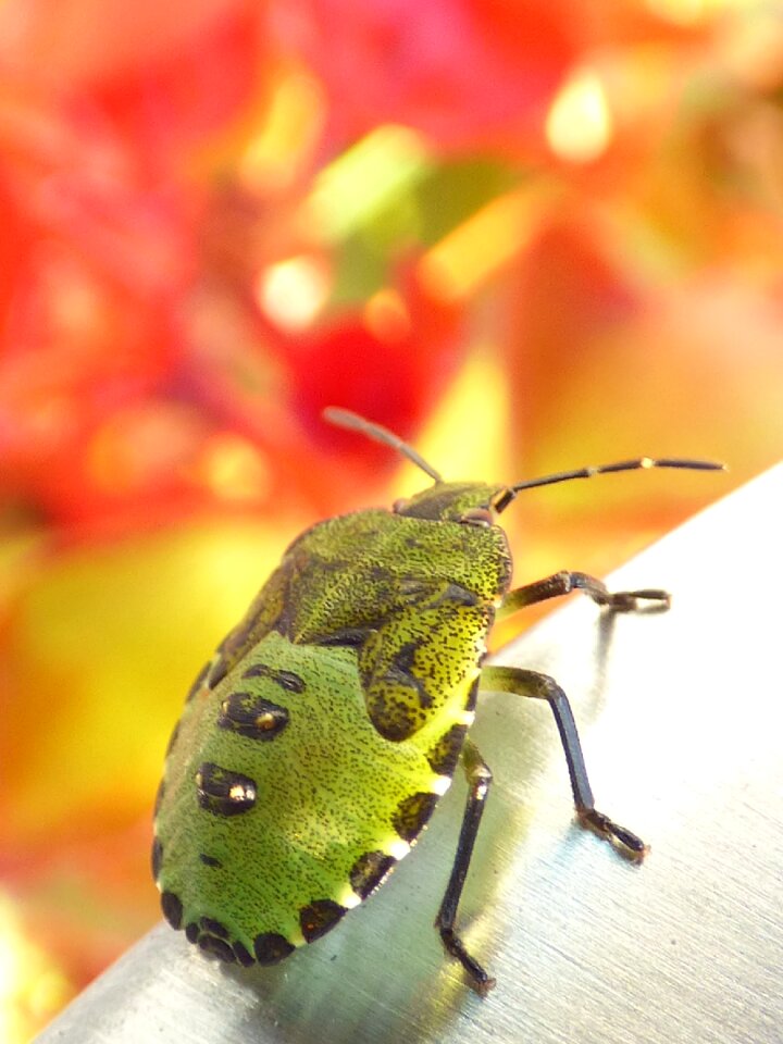 Macro close up insect photo