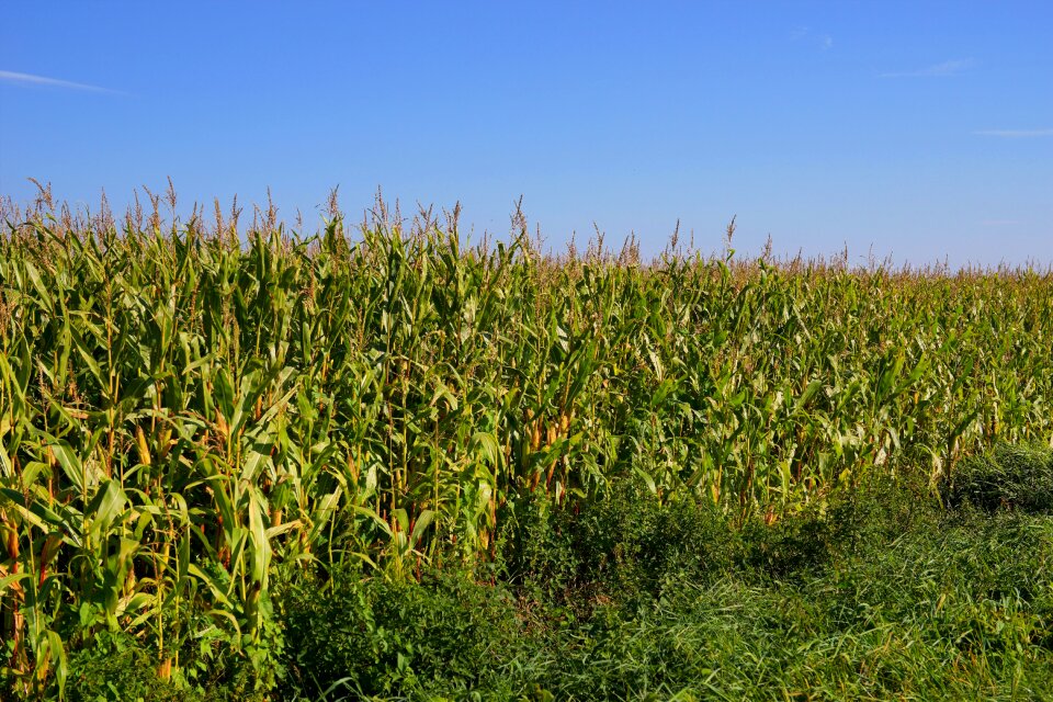 Cattle feed corn arable